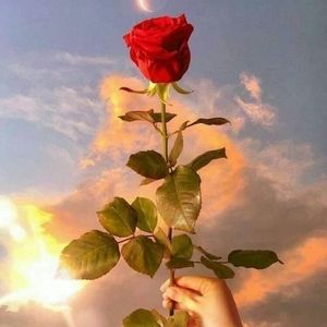 Meet your Posher, Elsa